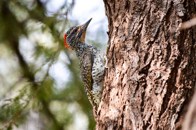 Low angle view of bird perching on tree trunk