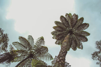 Low angle view of palm tree against sky