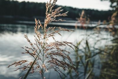 Close-up of frozen plant at lakeshore