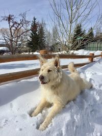 Dog on snow covered field