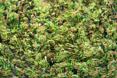 Full frame shot of plants growing on field