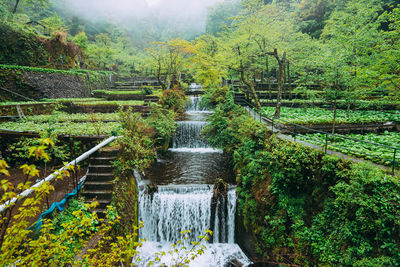 Scenic view of waterfall in forest