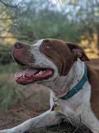 Close-up of a dog looking away