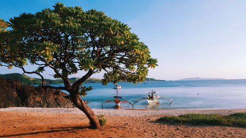 Tree on beach