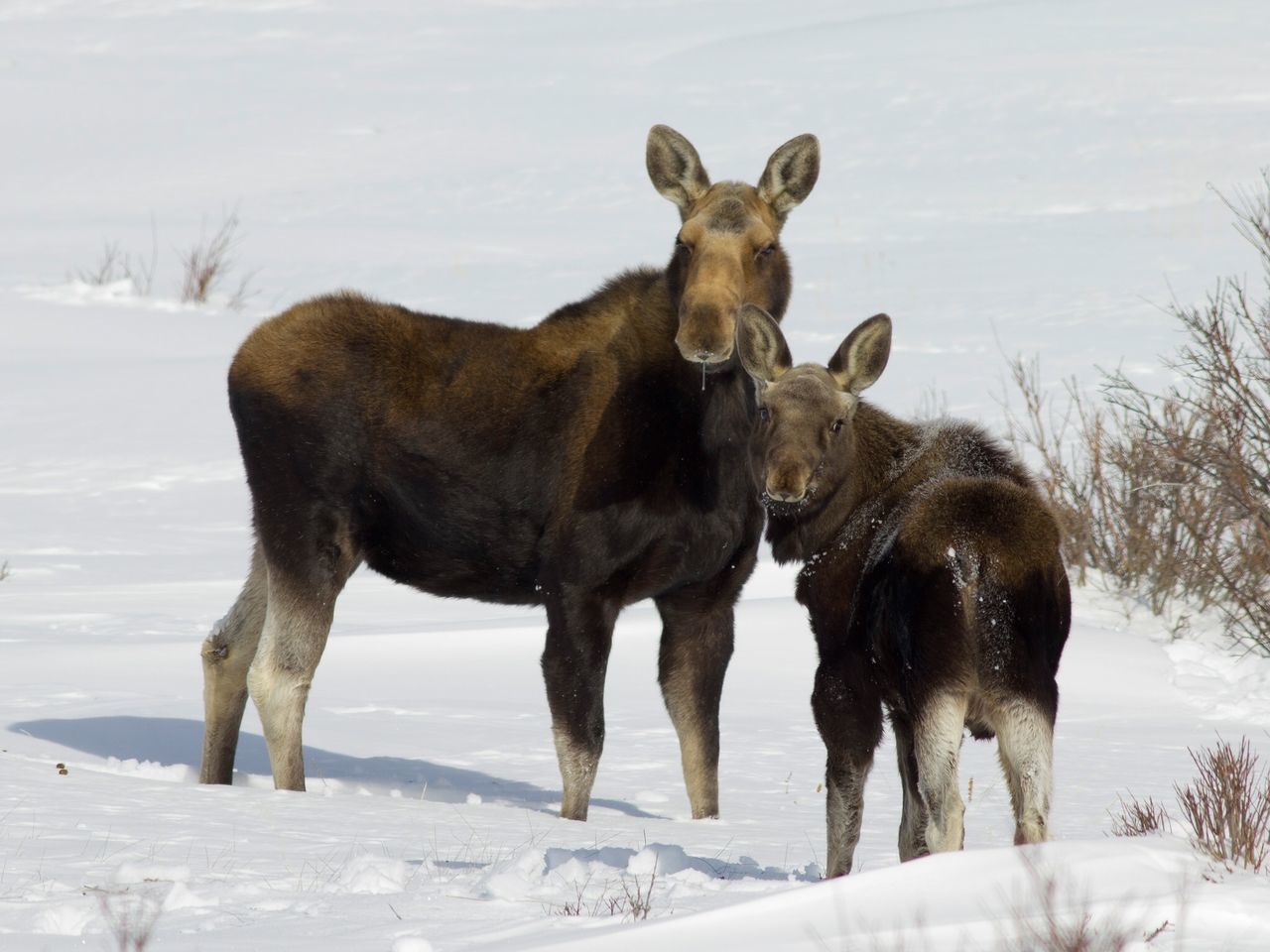 domestic animals, animal themes, mammal, snow, cold temperature, winter, standing, field, season, horse, two animals, herbivorous, dog, weather, livestock, nature, pets, one animal, outdoors, day