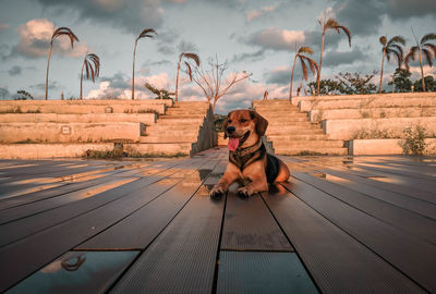 View of dog sitting on landscape against sky