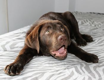 Portrait of black dog lying on bed at home