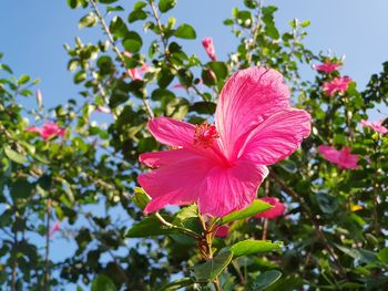 Close-up of pink hibiscus flower