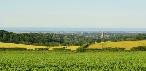 Scenic view of agricultural field against sky