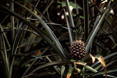Close-up of plants growing outdoors