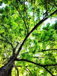 Low angle view of trees in forest