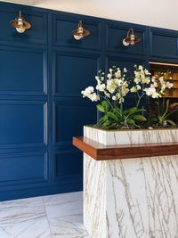 Potted plant on door of building