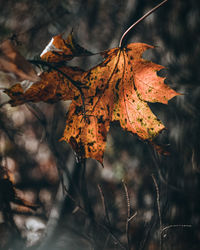 Close-up of dry maple leaves on tree