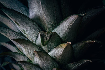 Full frame shot of flowering plant