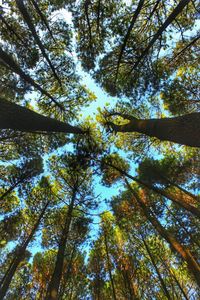 Low angle view of trees in forest