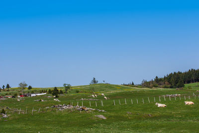 Scenic view of cemetery against clear blue sky