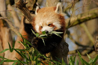 Close-up of red panda on tree