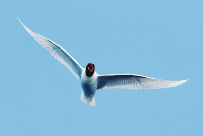 Low angle view of seagull flying against clear blue sky