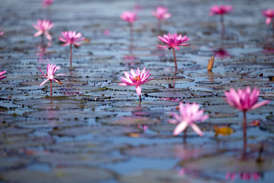 Close-up of pink lotus water lily