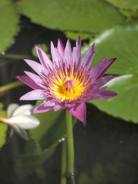 Close-up of purple water lily in pond