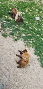 High angle view of dog on field