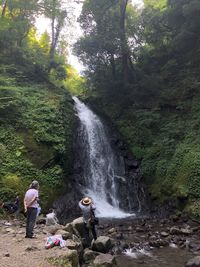 Scenic view of waterfall in forest