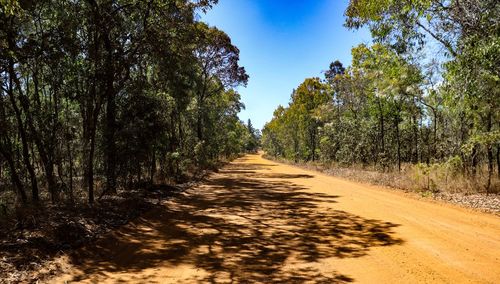 Road amidst trees in forest