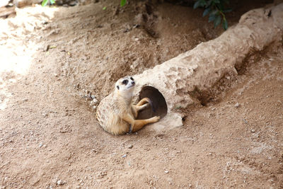High angle view of lizard on land