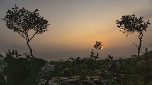 Silhouette tree by sea against sky during sunset