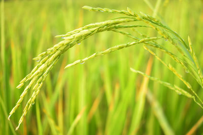 Close-up of stalks in field