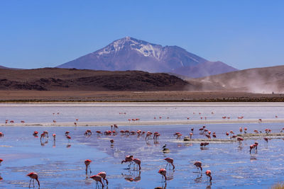 Flock of birds in lake against mountain range