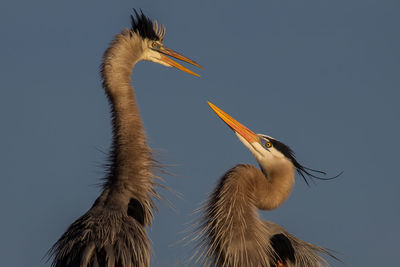 Low angle view of birds against clear sky