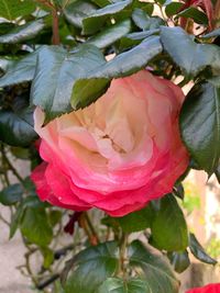 Close-up of pink rose