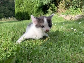 Portrait of a cat on field