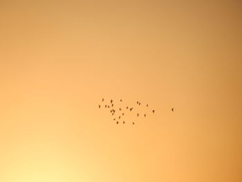 Low angle view of silhouette birds flying against clear sky