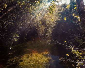 View of trees by river in forest