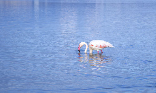 View of birds in sea