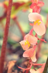 Close-up of flowers blooming outdoors