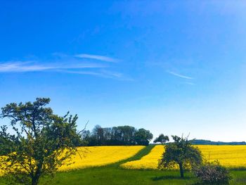 Scenic view of oilseed rape field against blue sky