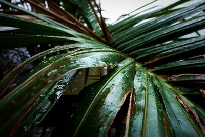 Close-up of wet plant leaves during rainy season