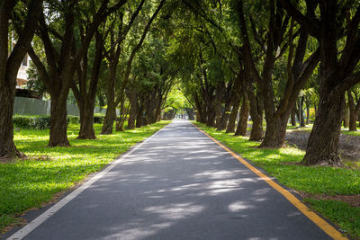 Road amidst trees in park