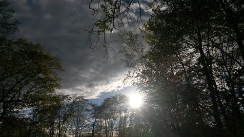 Low angle view of trees in forest against sky