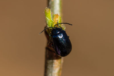 Close-up of beetle on stick