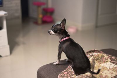 Black dog looking away while sitting at home
