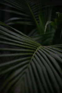 Close-up of palm leaves