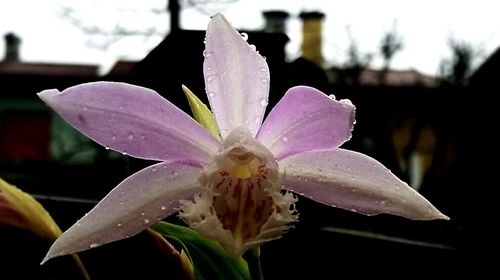 Close-up of purple flower