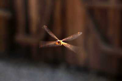 Close-up of dragonfly