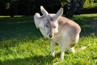 Close-up of kangaroo on field