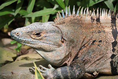 Close-up of lizard