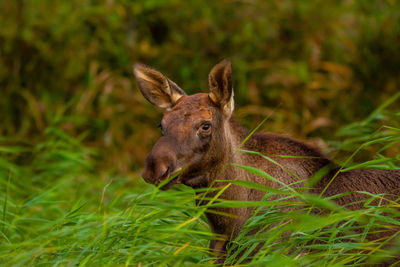 View of deer on land